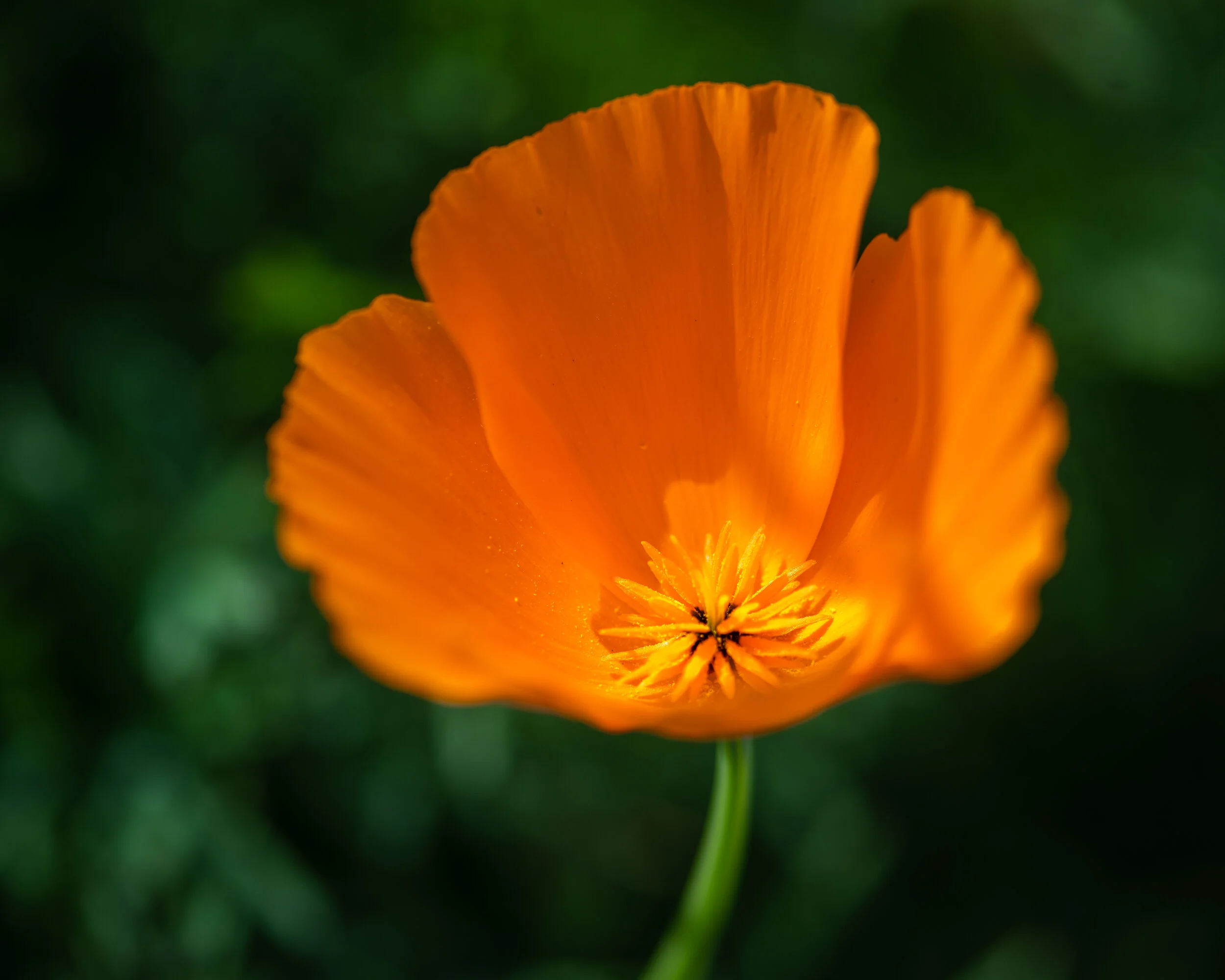 Flowers photograph 6