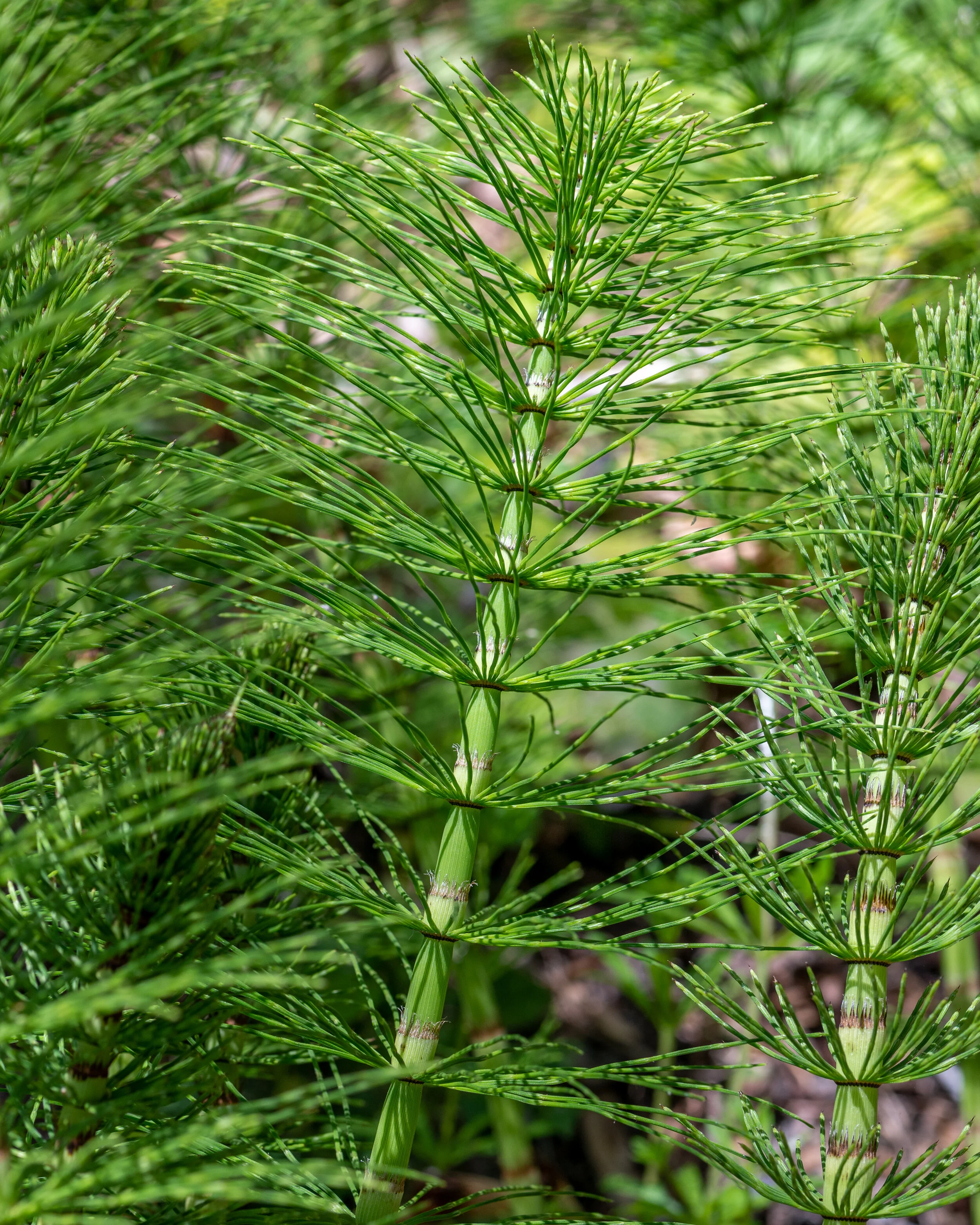 Nature photograph 3
