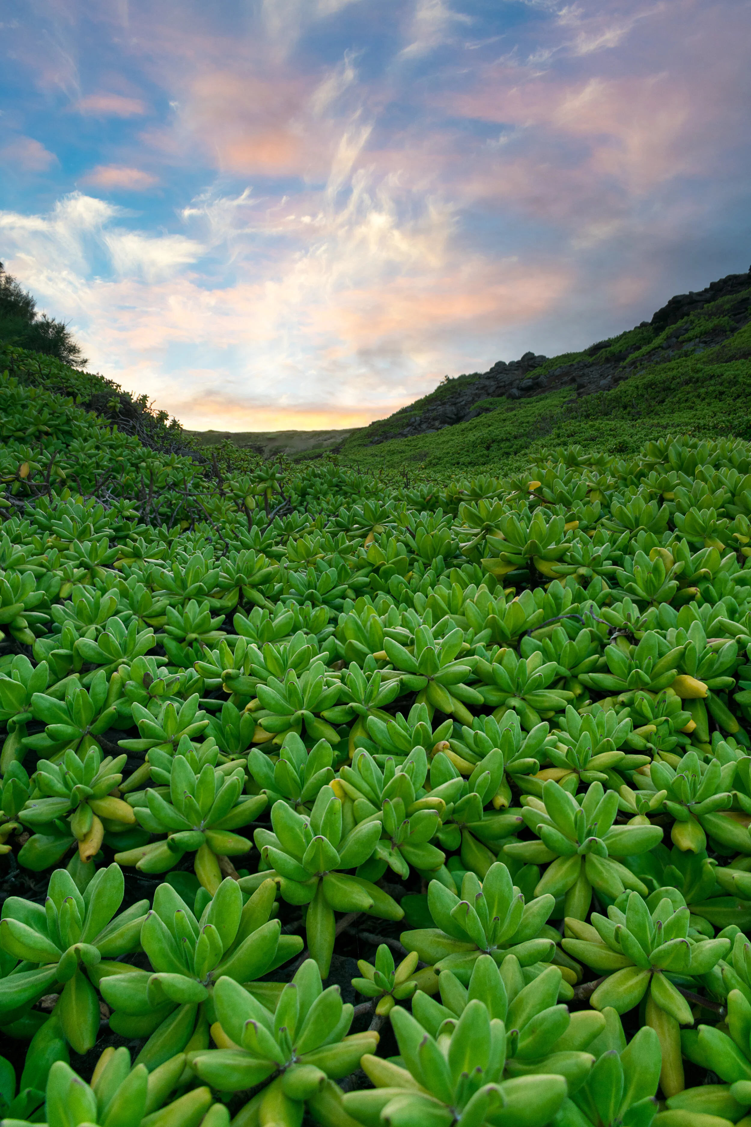 Hawaii photograph 3