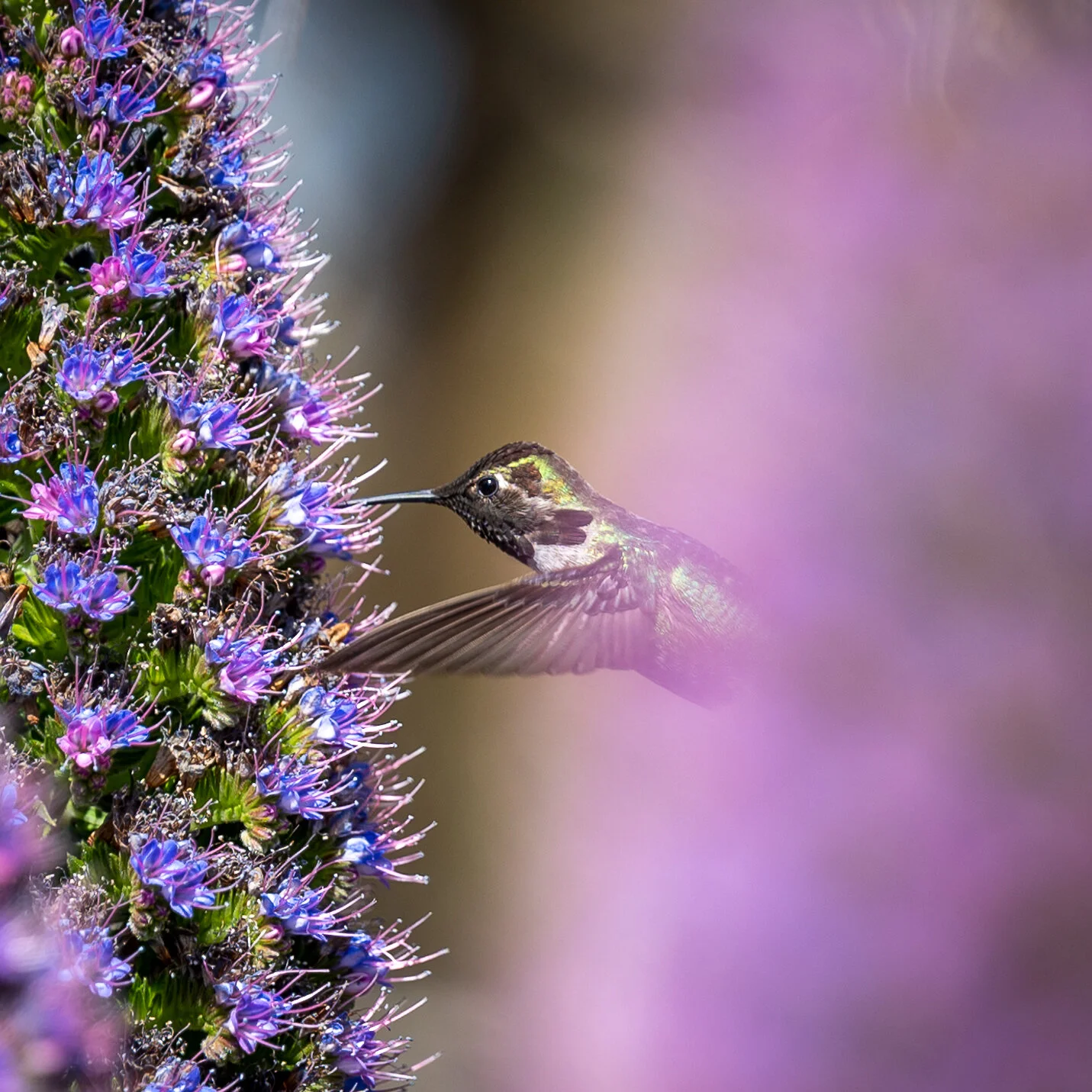 Hummingbirds photograph 11