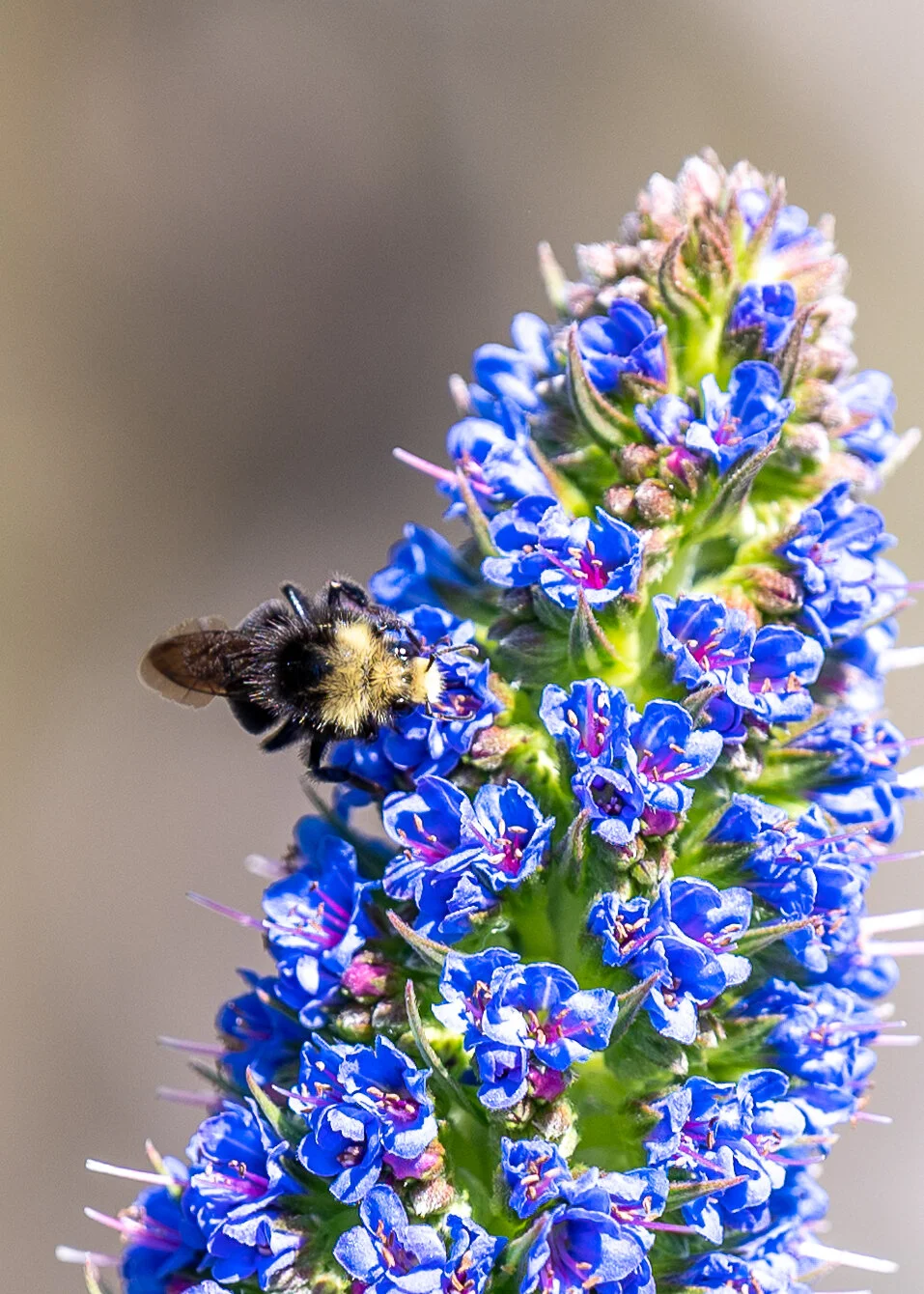 Bees + Butterflies photograph 5
