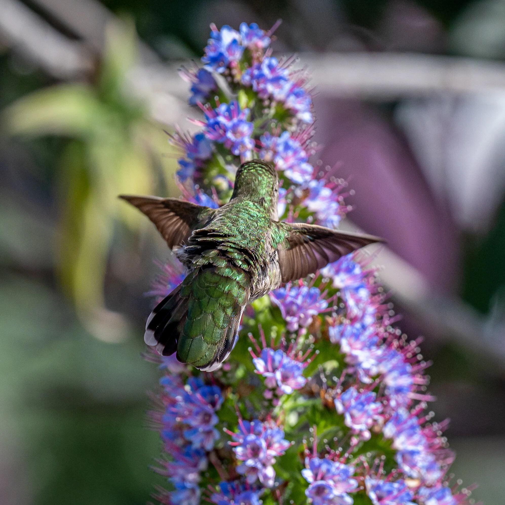 Hummingbirds photograph 12
