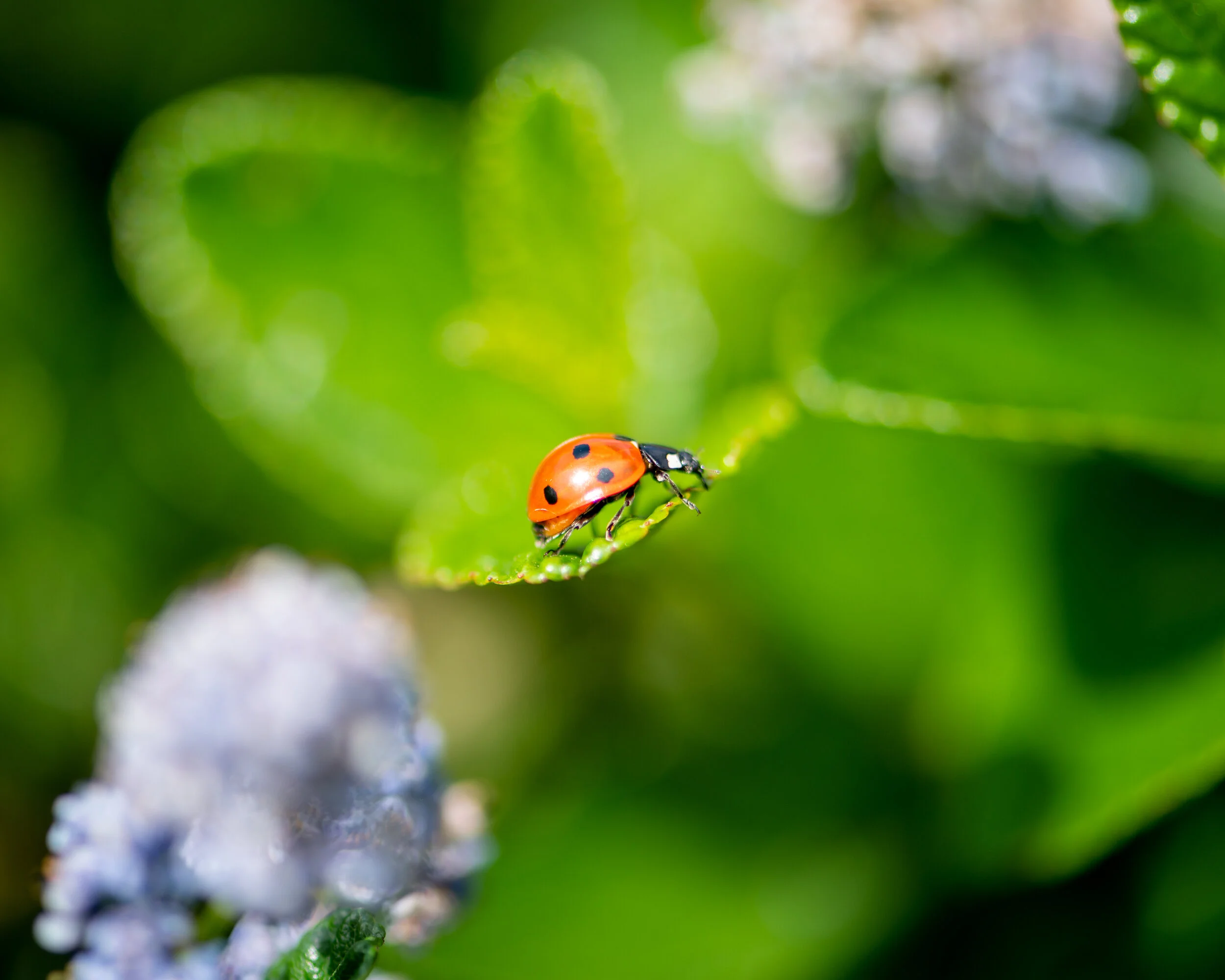 Bees + Butterflies photograph 16