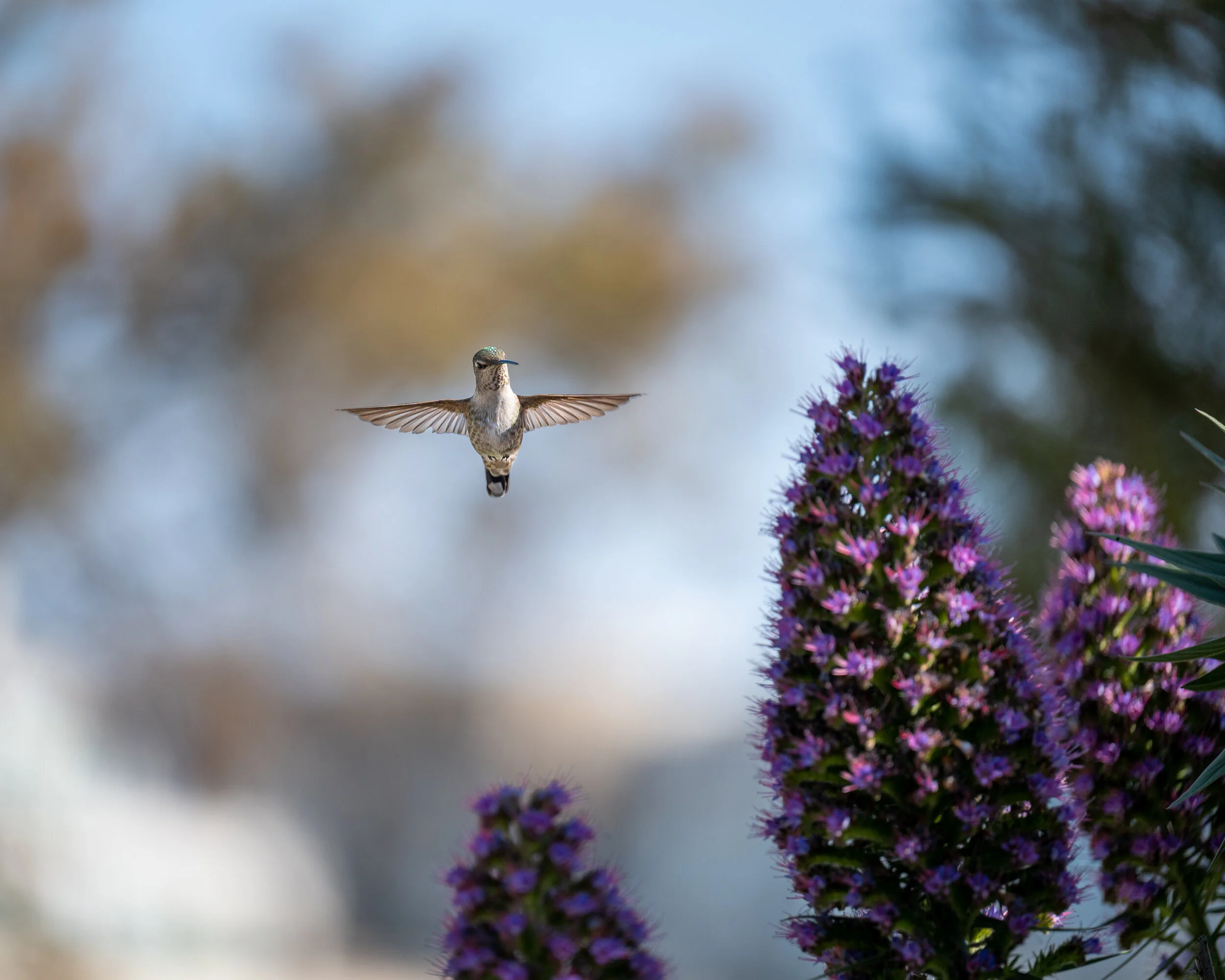 Hummingbirds