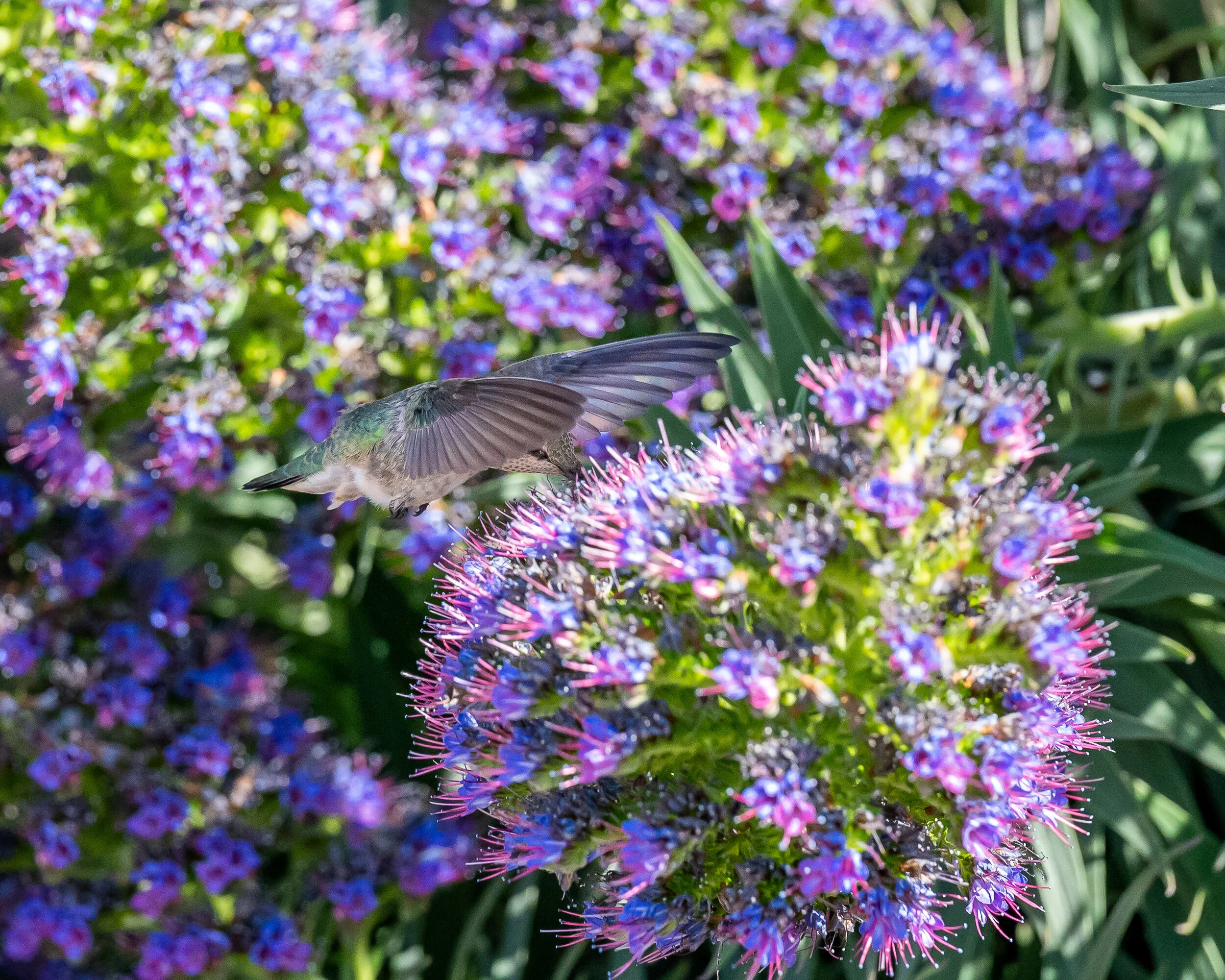 Hummingbirds photograph 13
