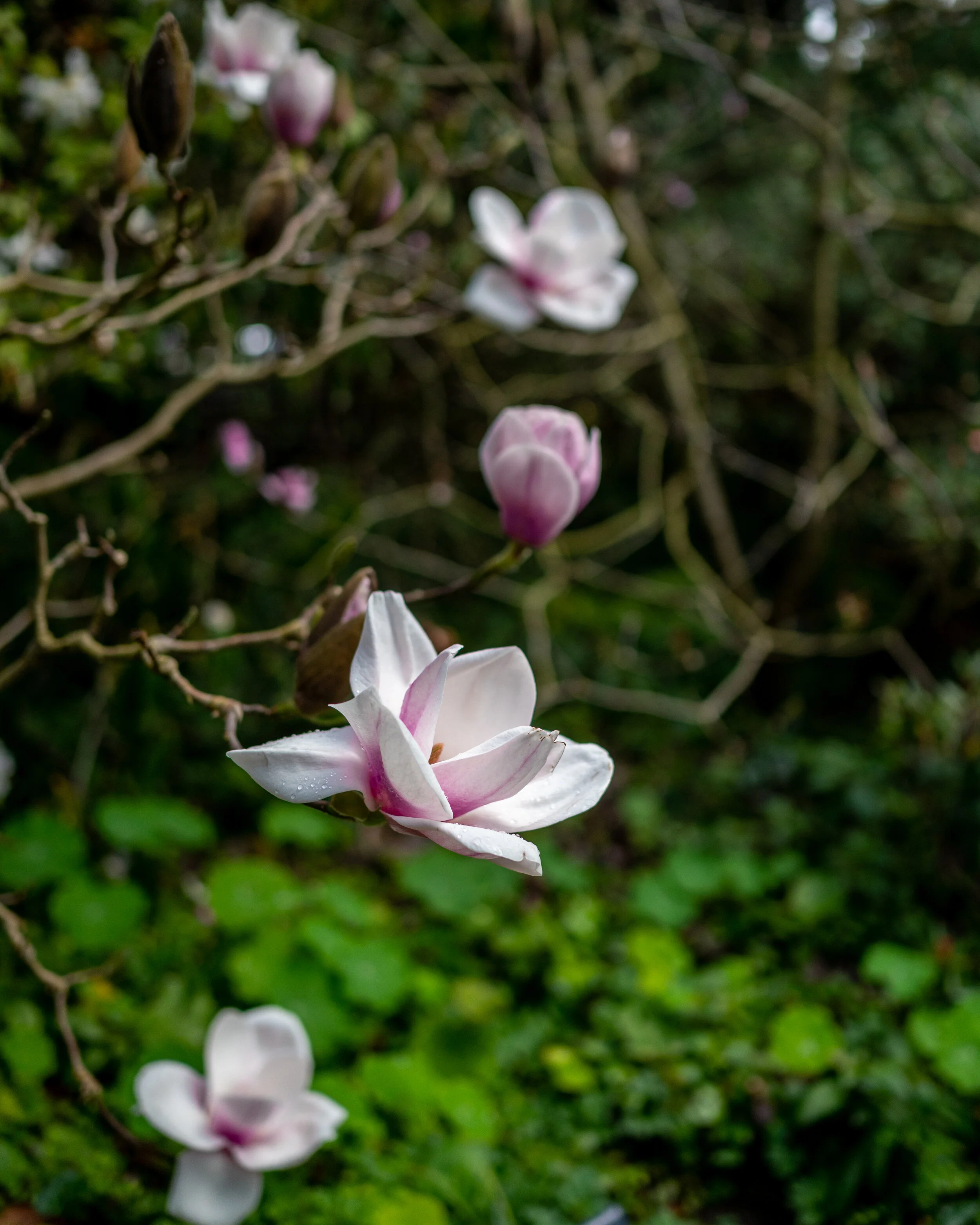 Flowers photograph 19