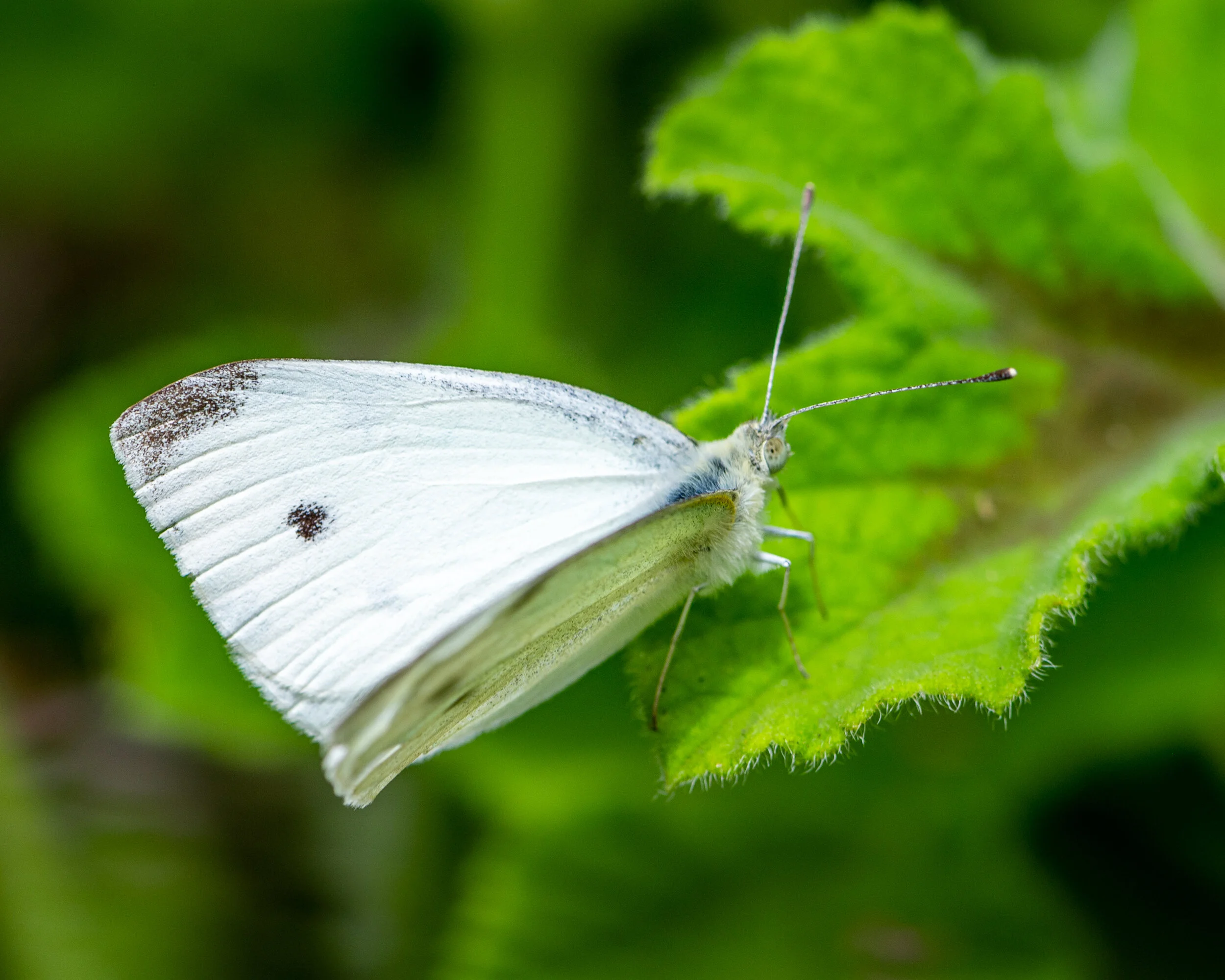 Bees + Butterflies photograph 7