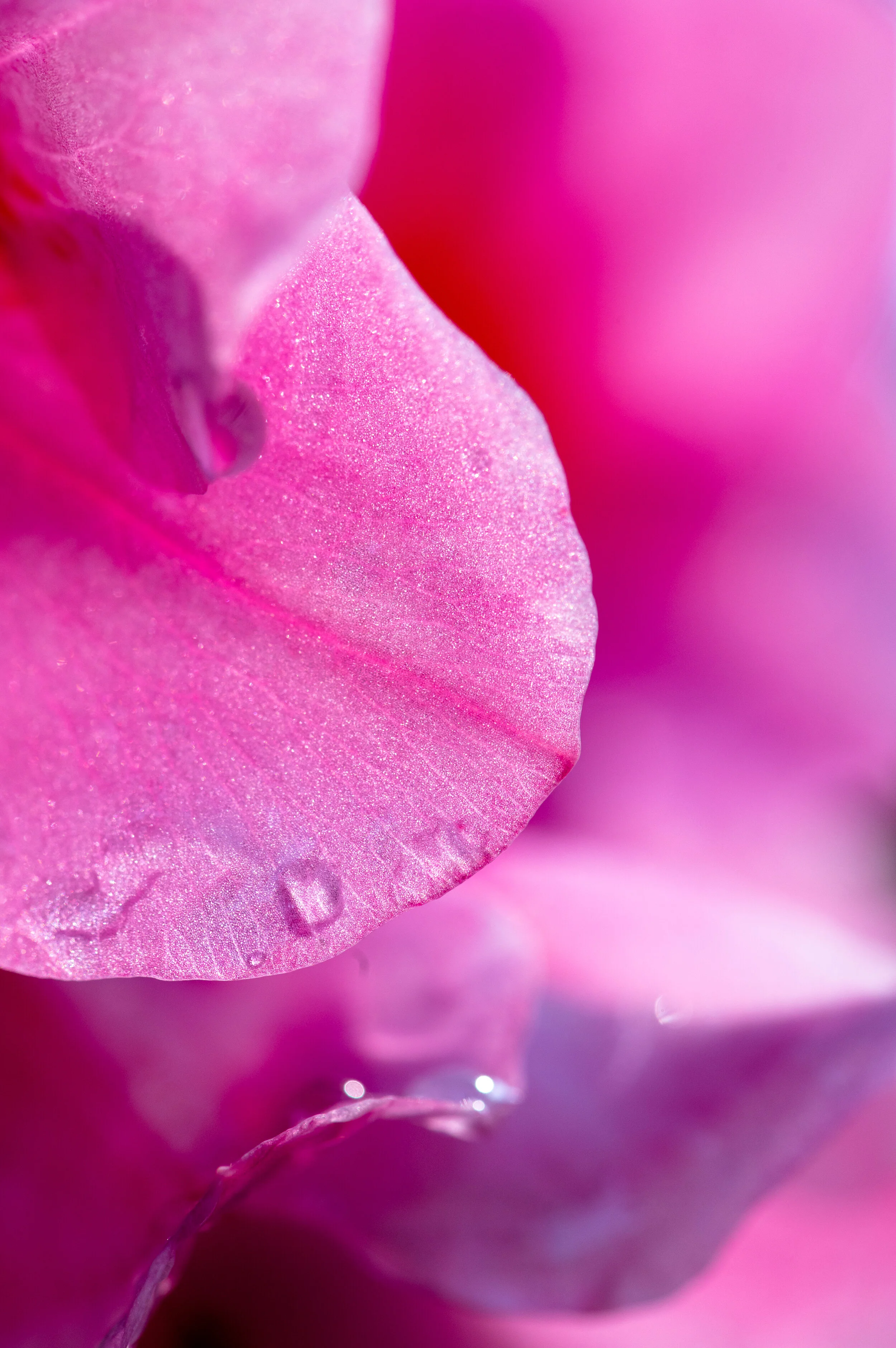 Flowers photograph 33