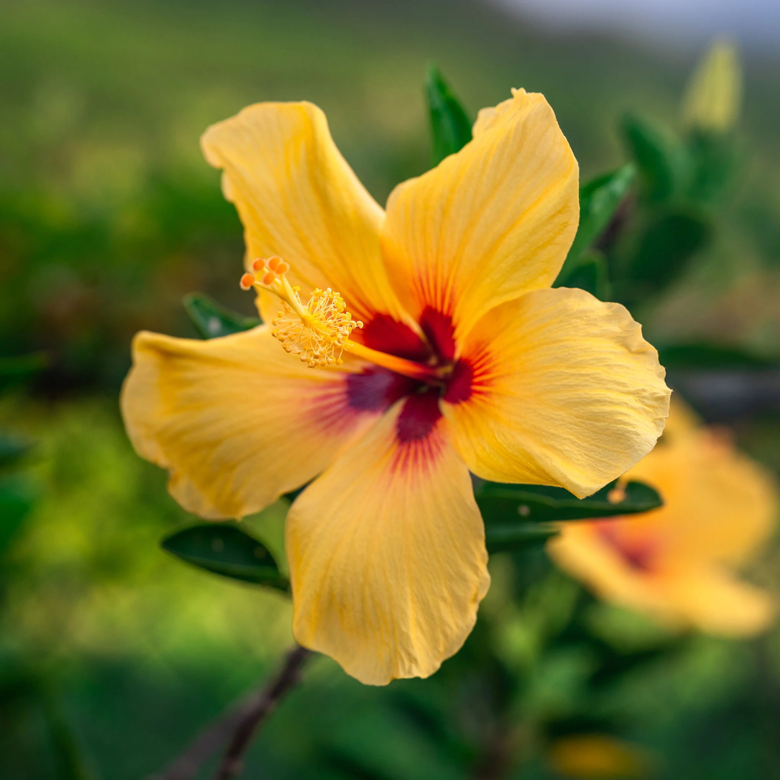 Flowers photograph 14