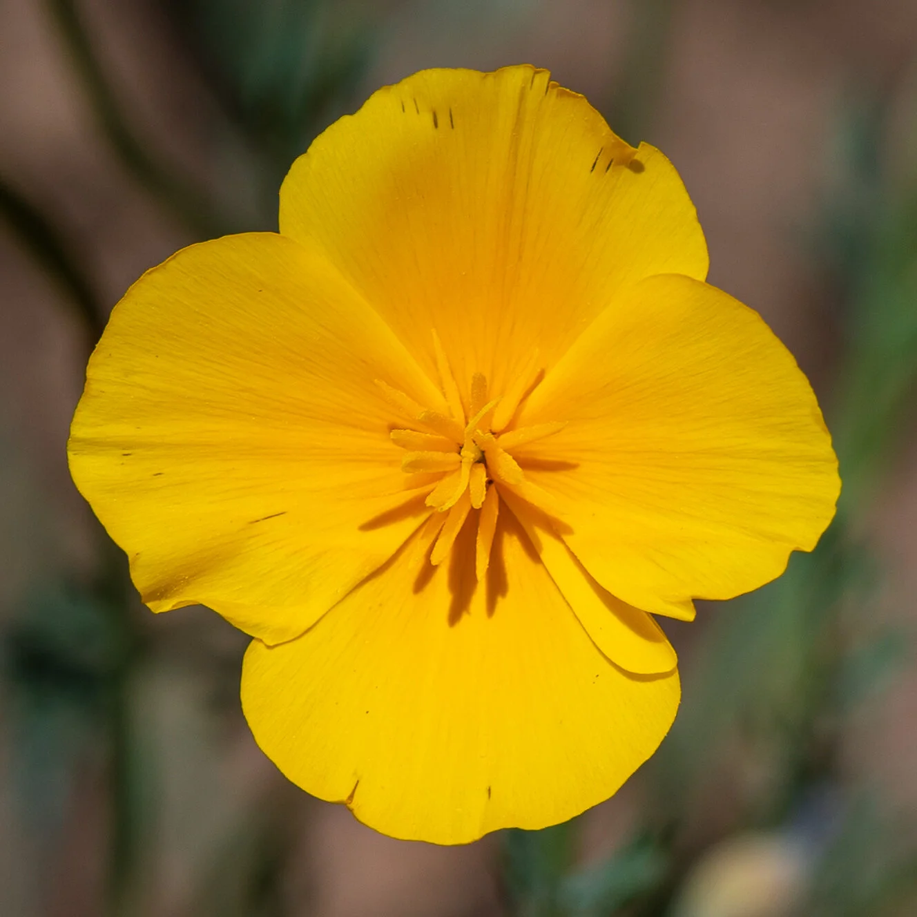 Flowers photograph 13
