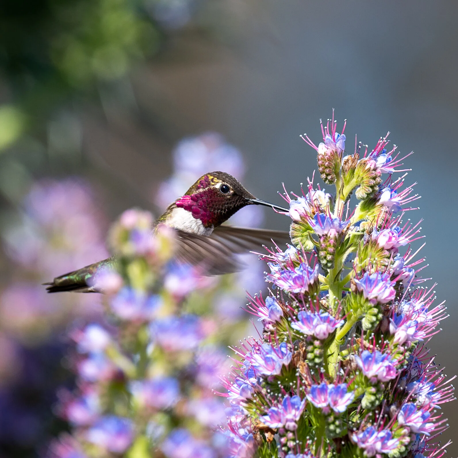 Hummingbirds photograph 9