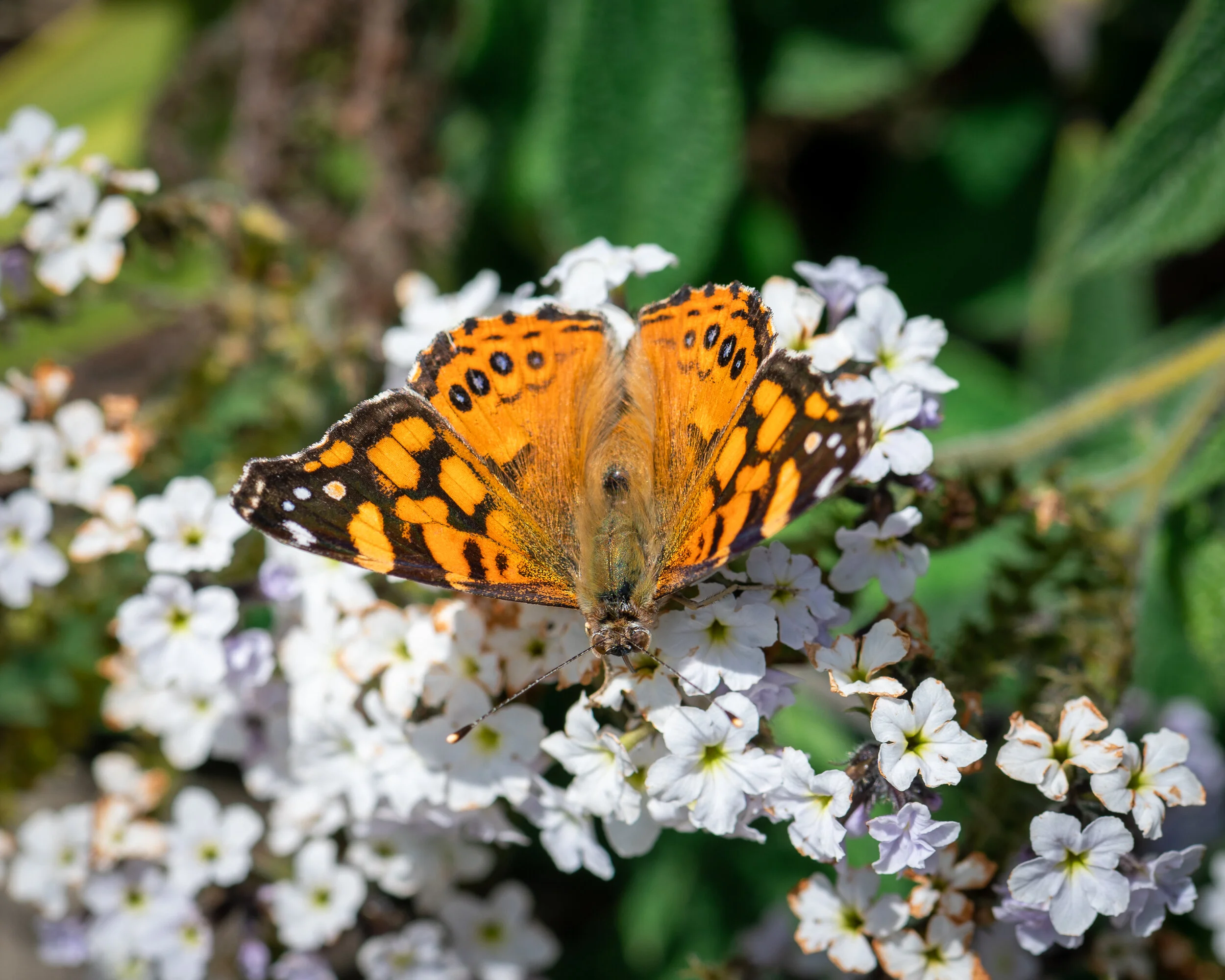 Bees + Butterflies photograph 8