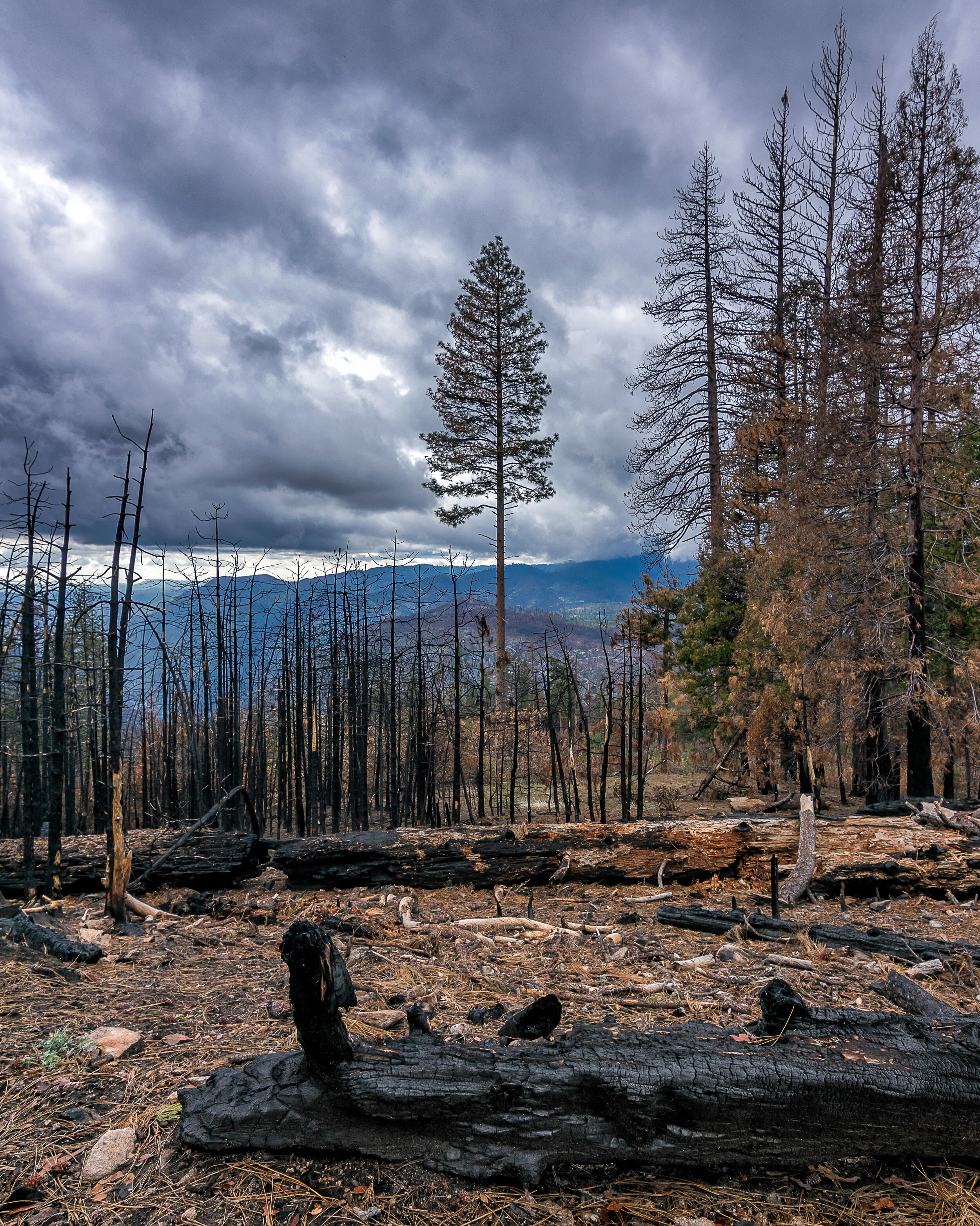 Yosemite photograph 17
