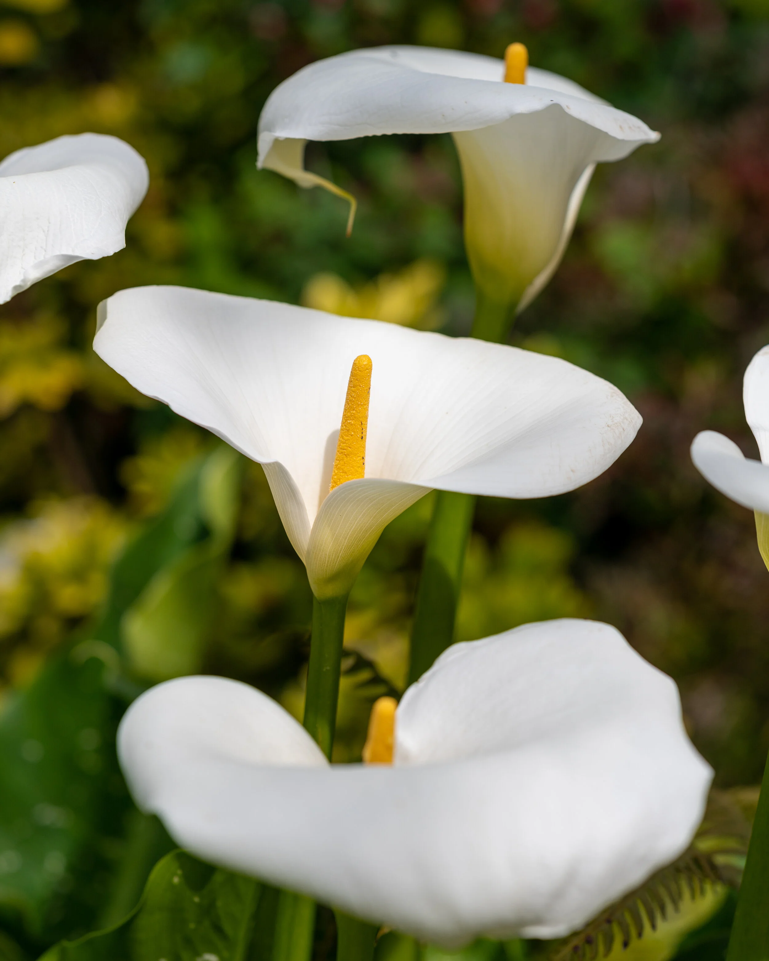 Flowers photograph 12