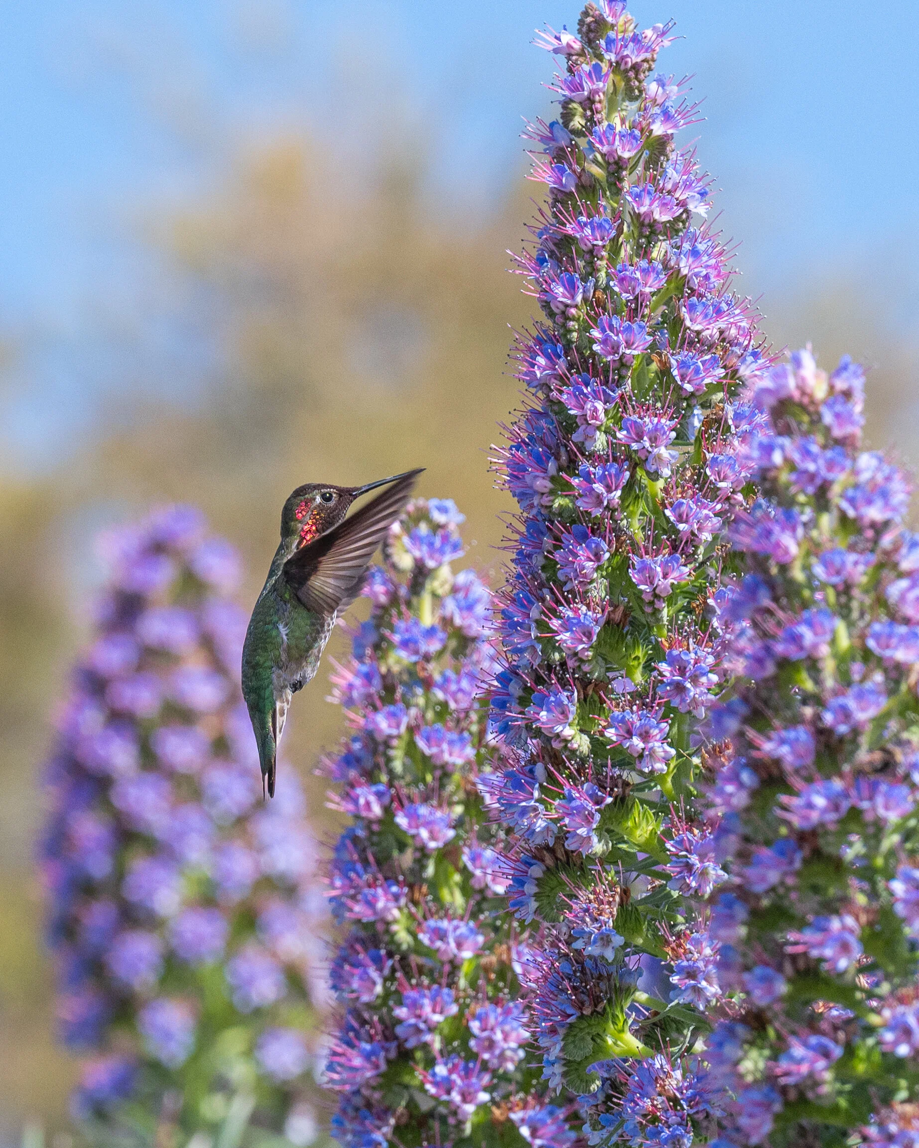 Hummingbirds photograph 10