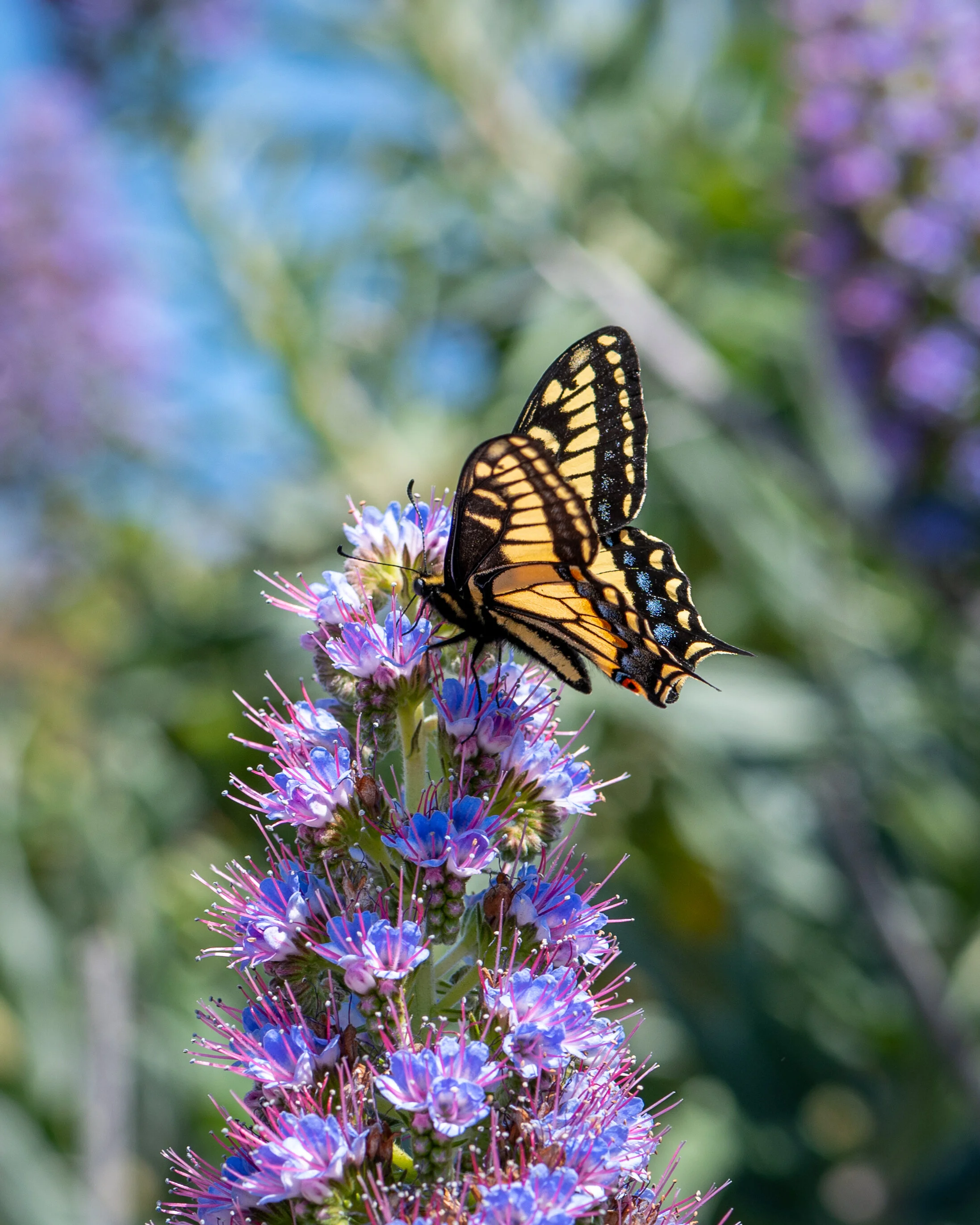 Bees + Butterflies photograph 10