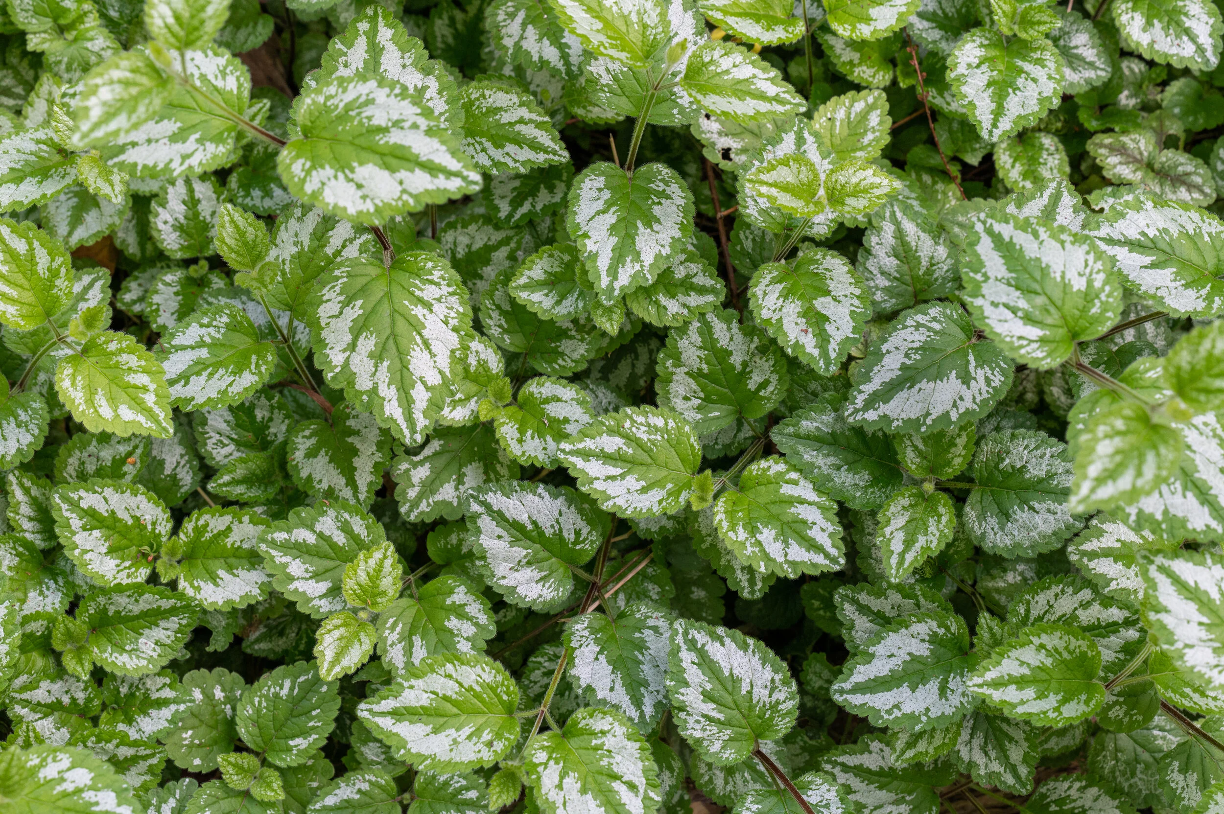 Nature photograph 16