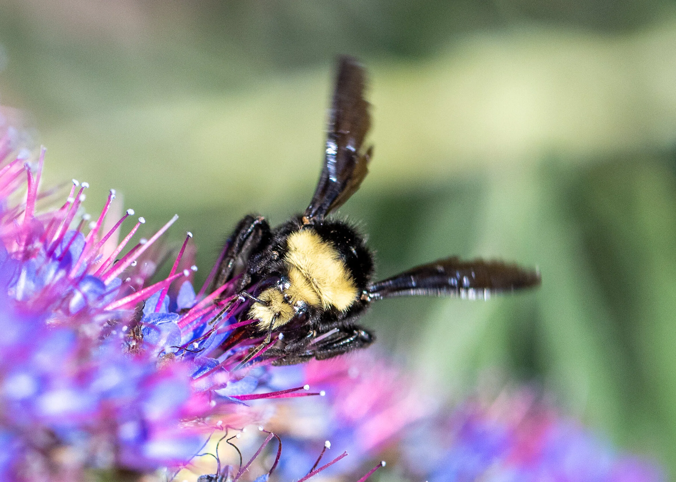 Bees + Butterflies photograph 14