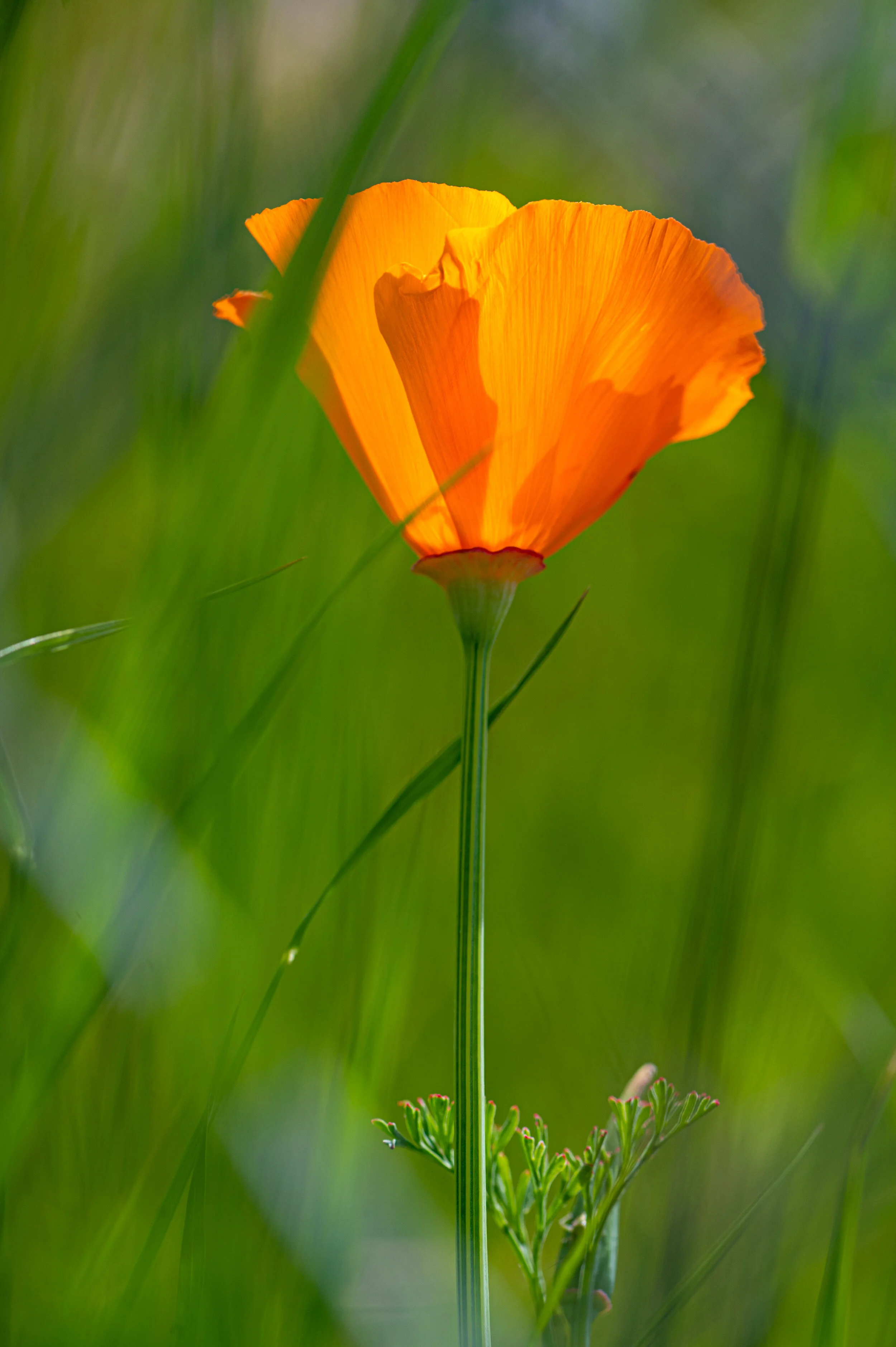 Flowers photograph 5