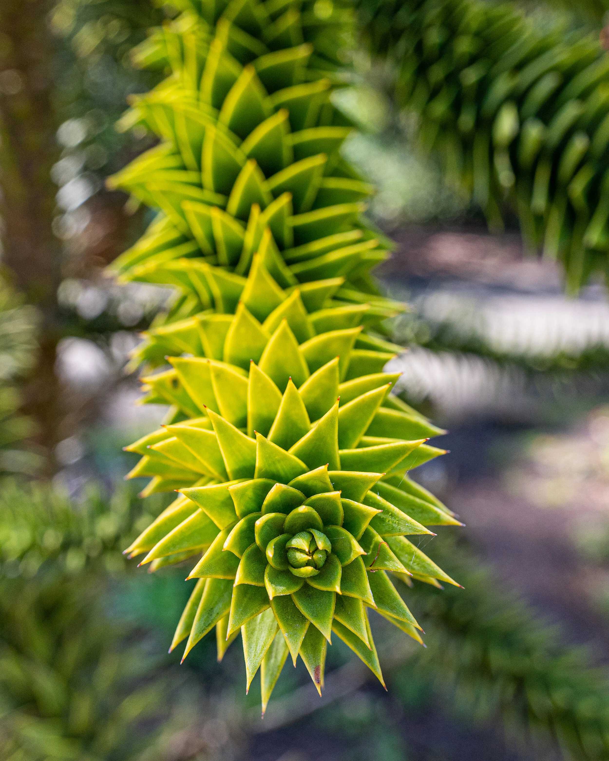 Flowers photograph 29