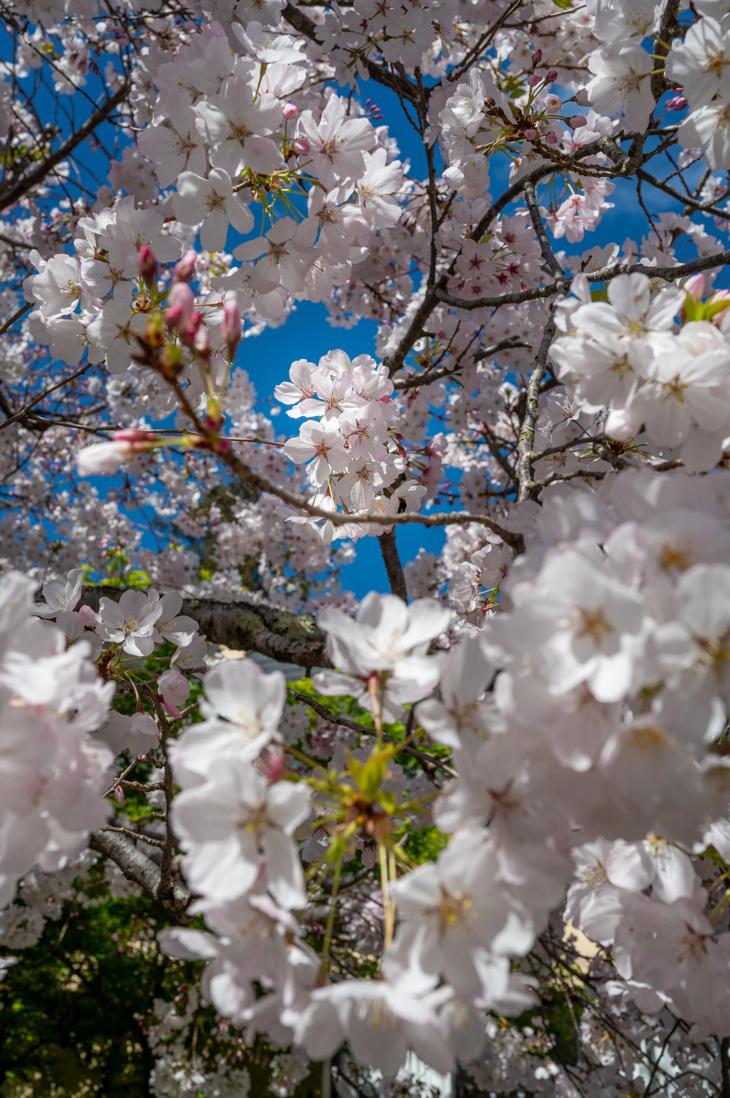 Nature photograph 6