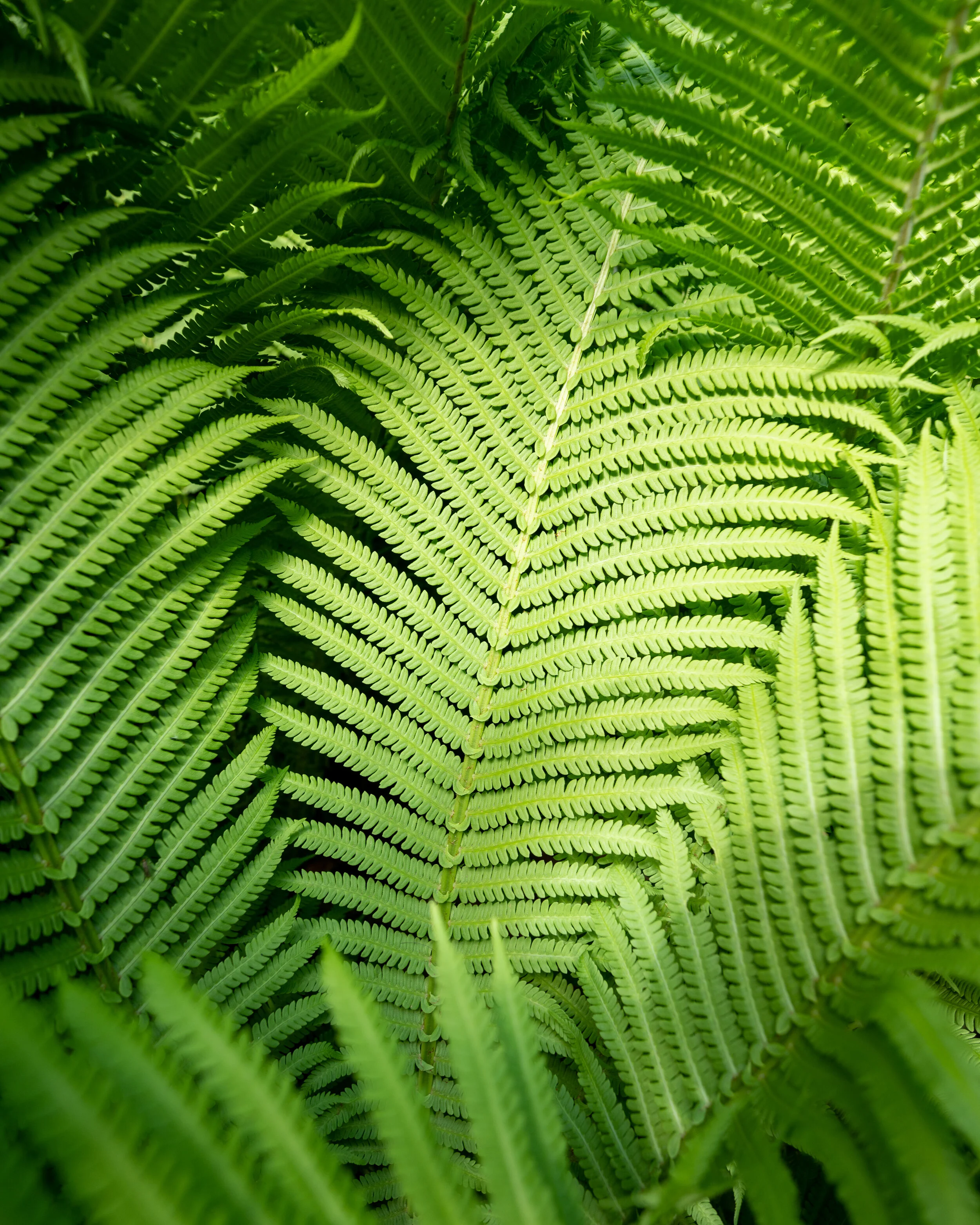 Nature photograph 10