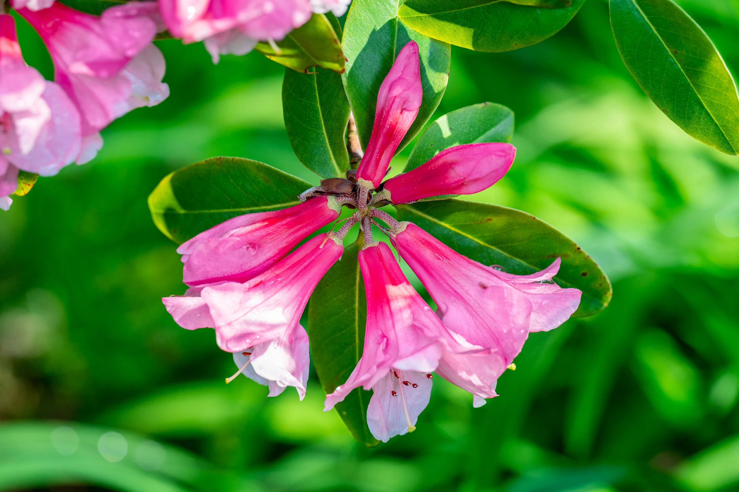 Flowers photograph 35