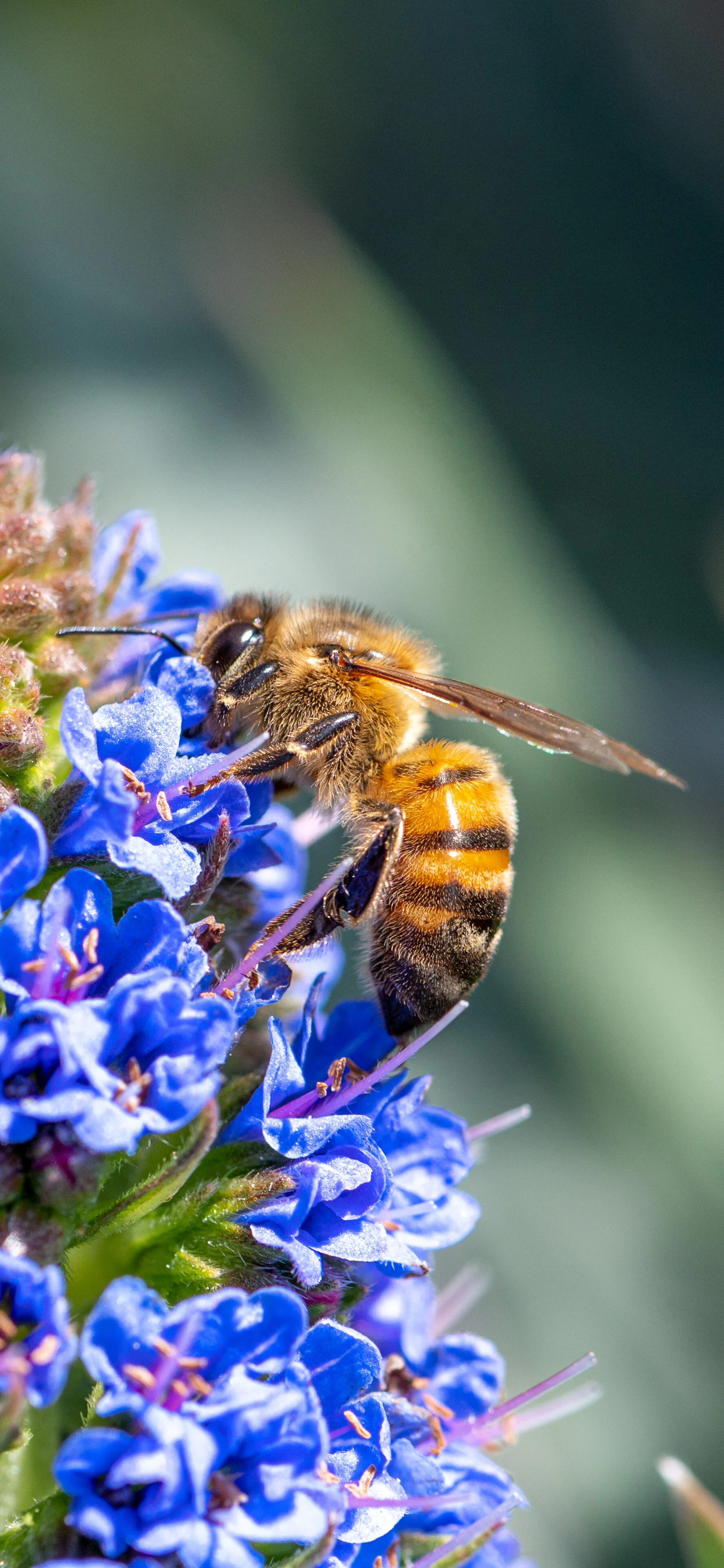Bees + Butterflies