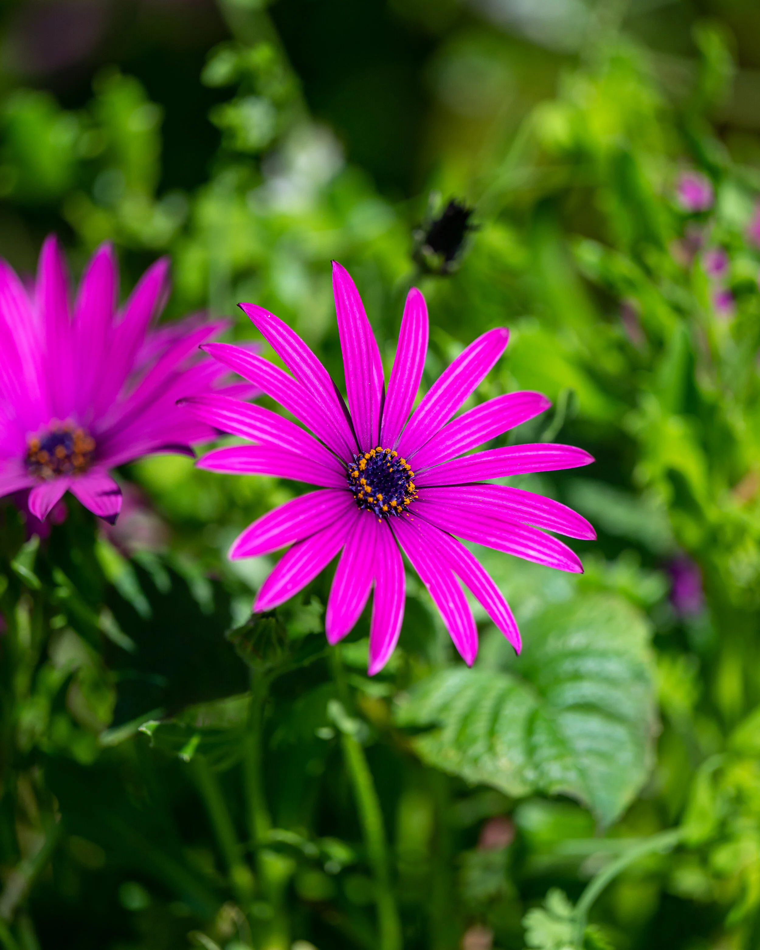 Flowers photograph 10