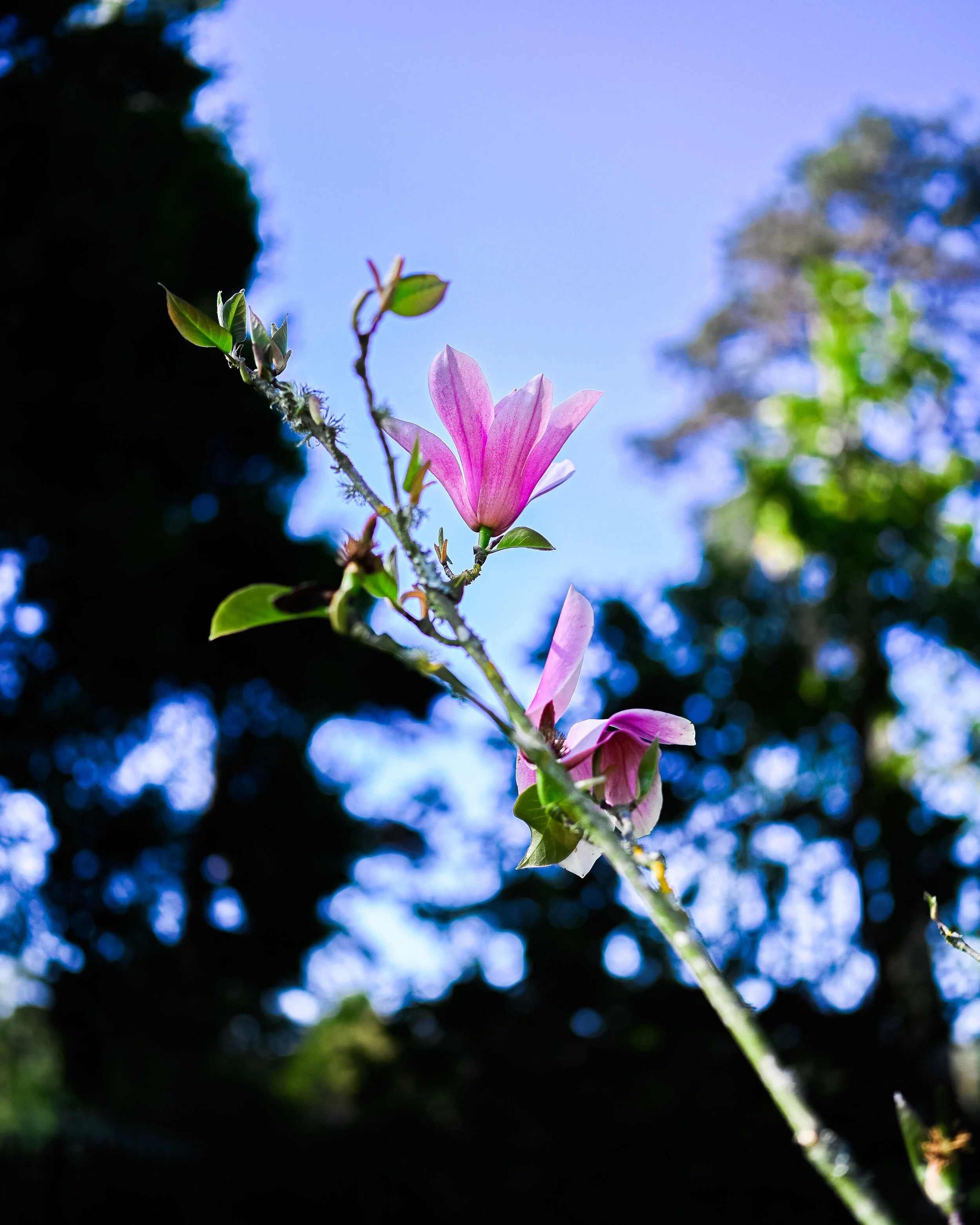 Flowers photograph 21