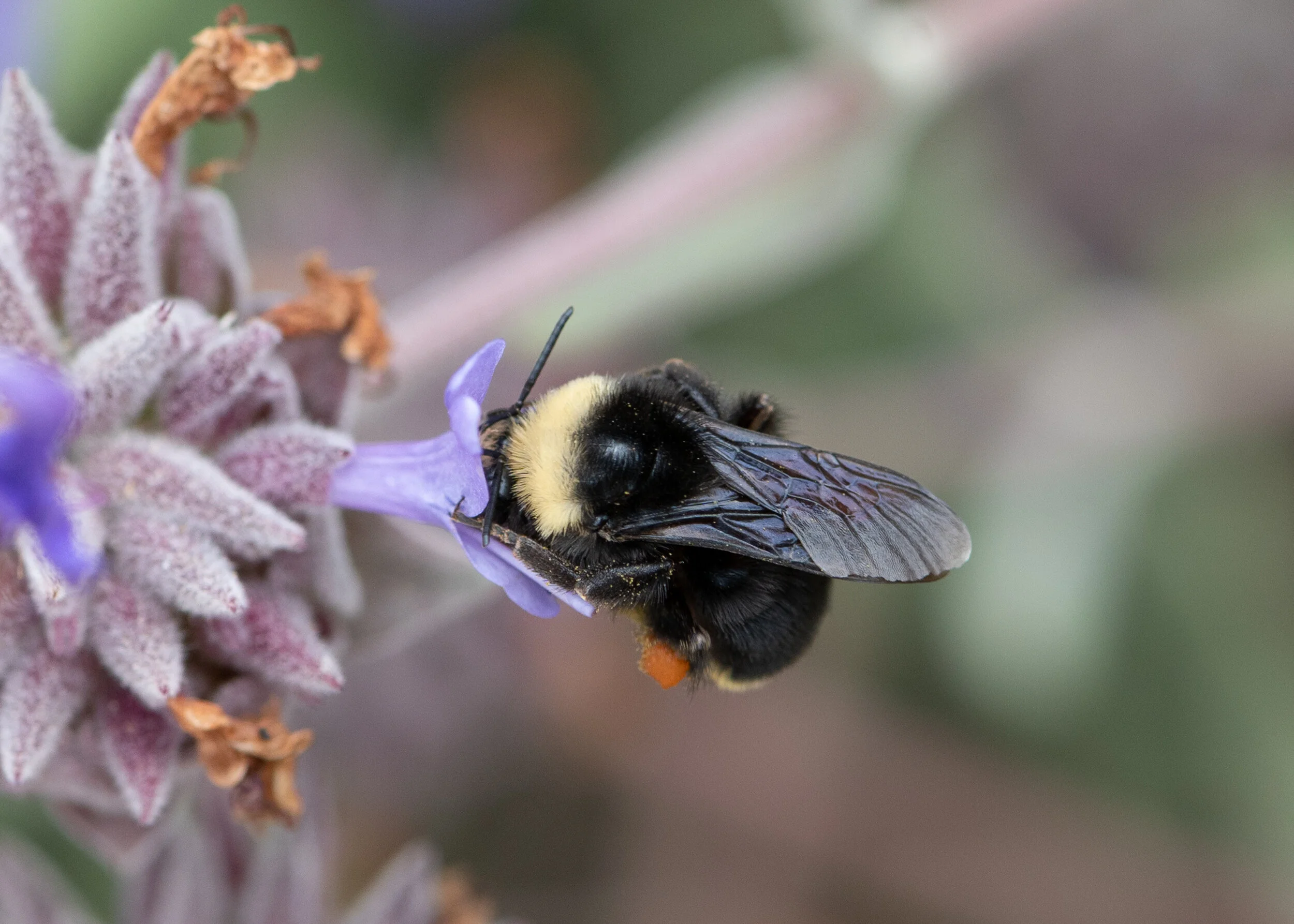 Bees + Butterflies photograph 11