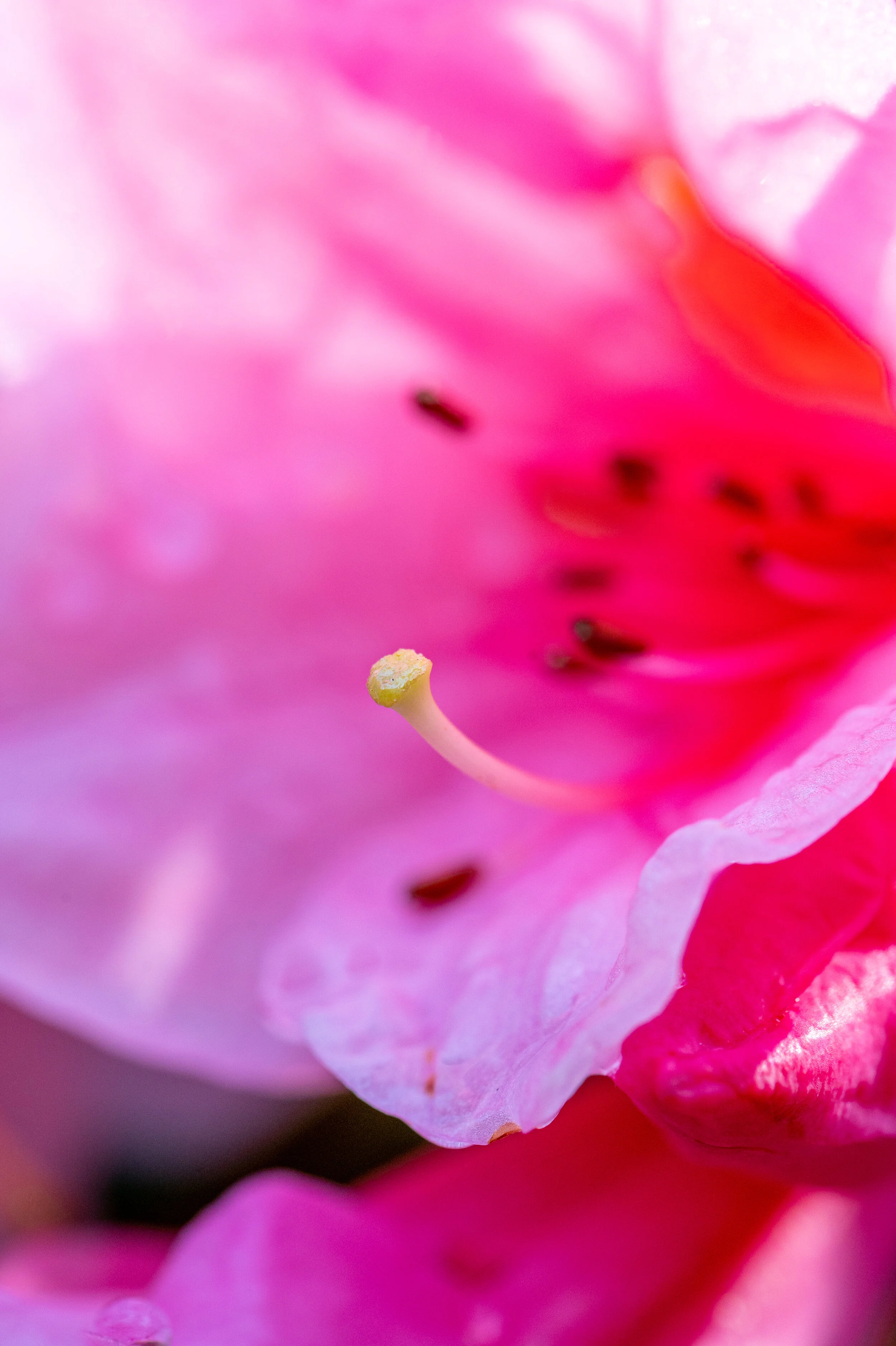 Flowers photograph 34