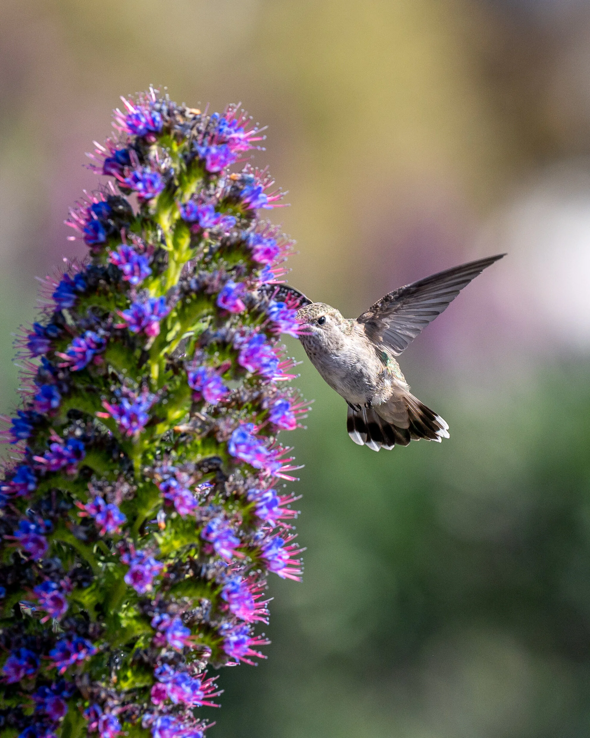 Hummingbirds photograph 7