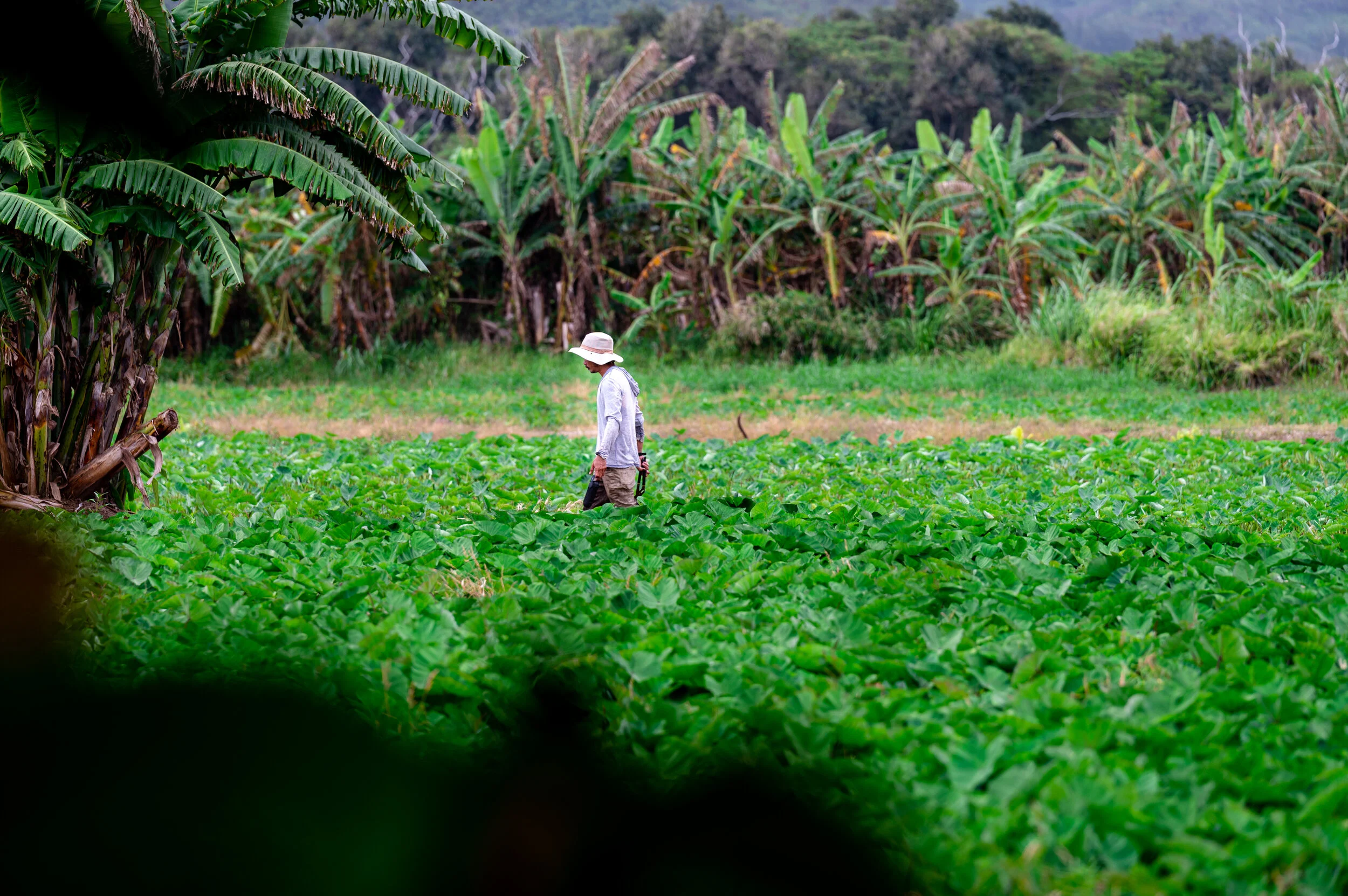 Hawaii photograph 7