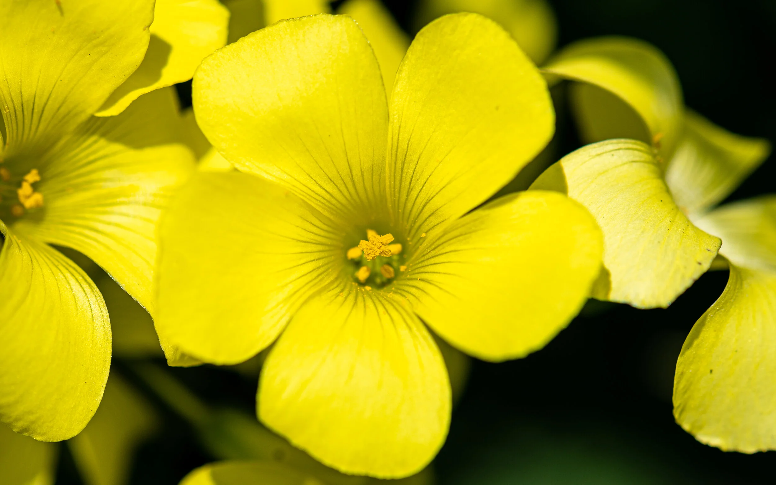 Flowers photograph 20